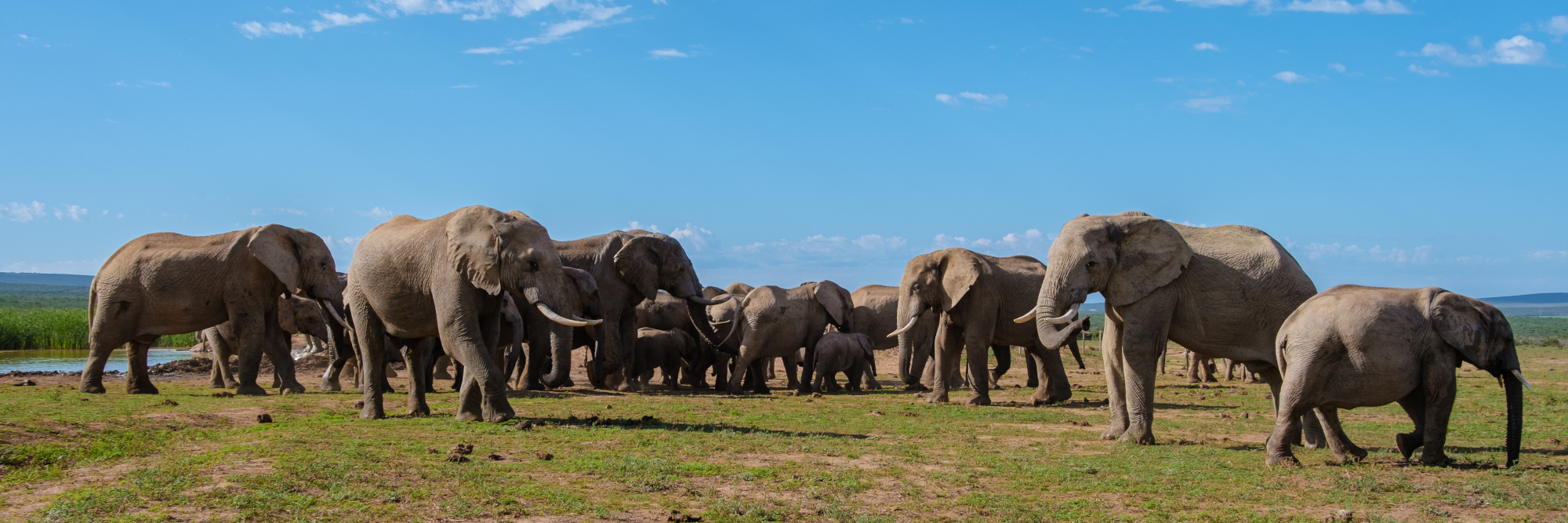 Experience Amboseli with Madfun